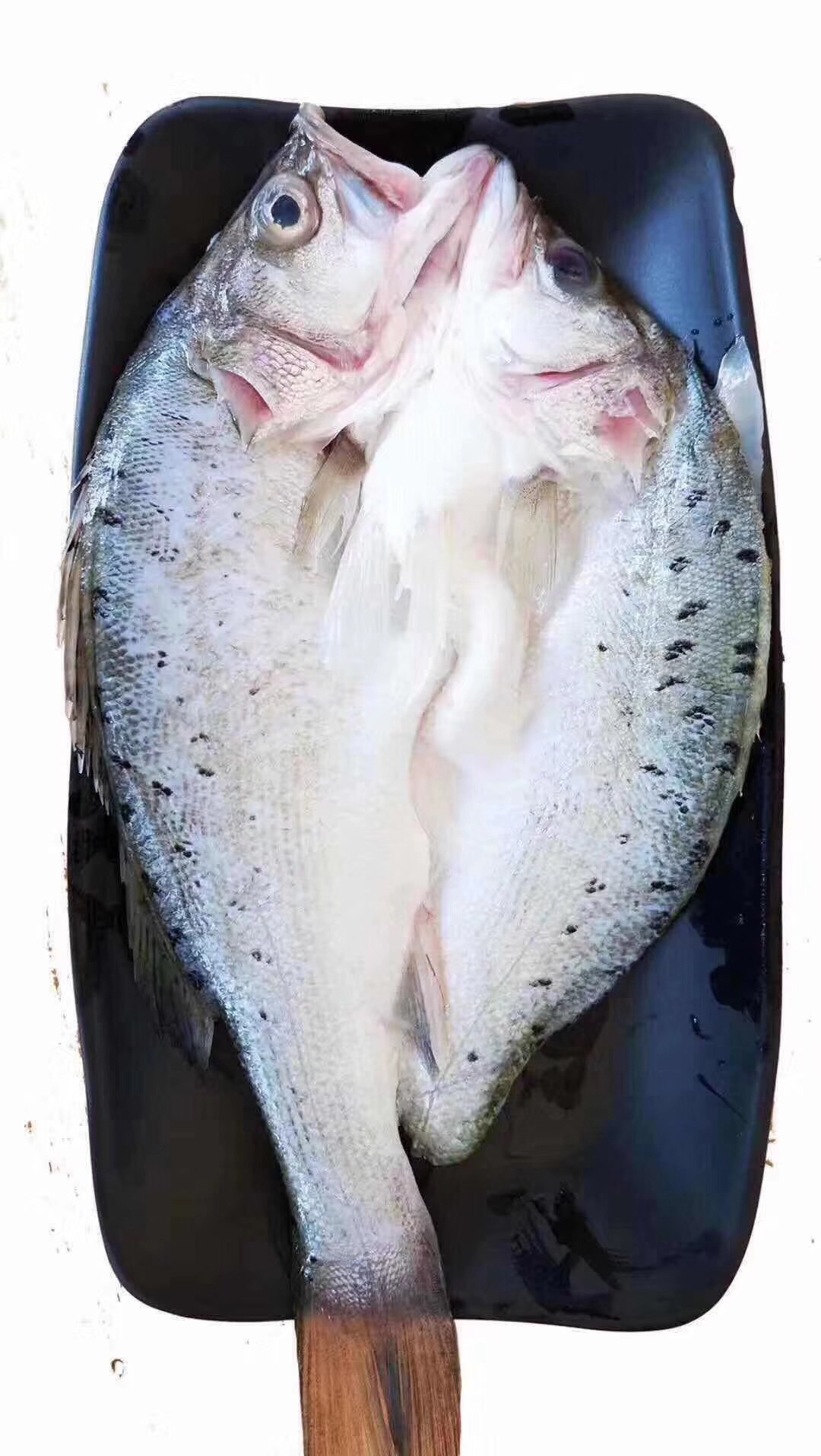 厂家供应烤鱼店烧烤店用腌制开背无刺冷冻活鱼现杀海鲈鱼650克
