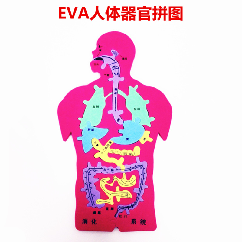 科技小制作diy人体器官消化系统拼图eva内脏拼图模型科学实验材料