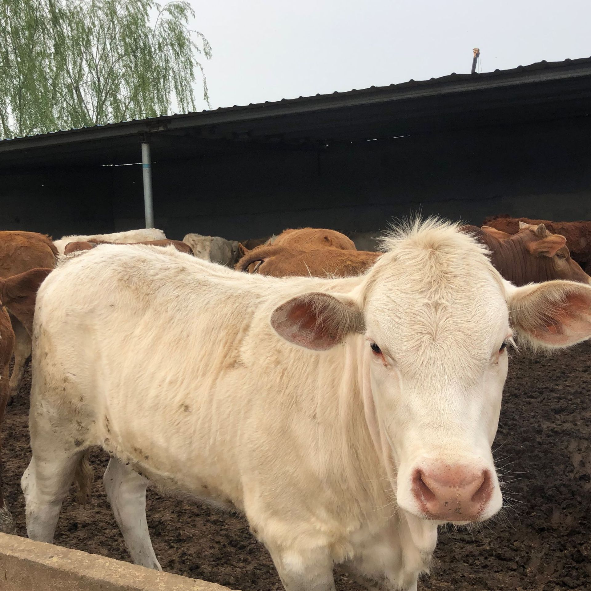 纯种夏洛莱牛 白色牛犊 黄牛 西门塔尔牛 肉牛改良 质量优 价格低