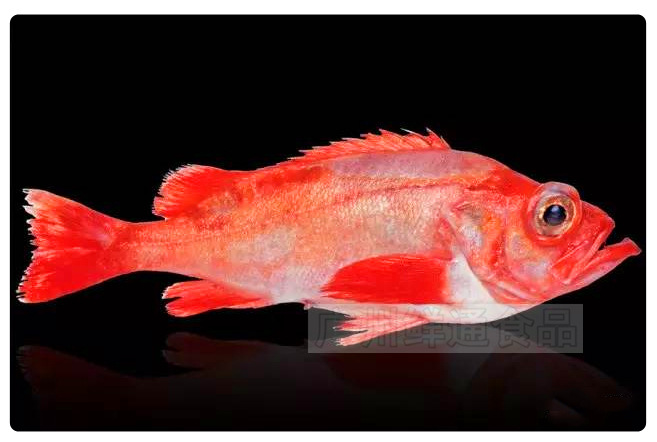 【冰岛红鱼】20kg/箱 挪威橙鲷大眼鱼红鲷鱼酒楼中餐自助餐宴席