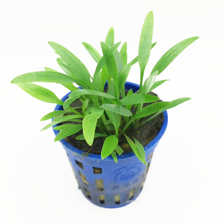 迷你椒草 泰国青椒草 活体 真水草 水草批发 懒人 椒草光合水草