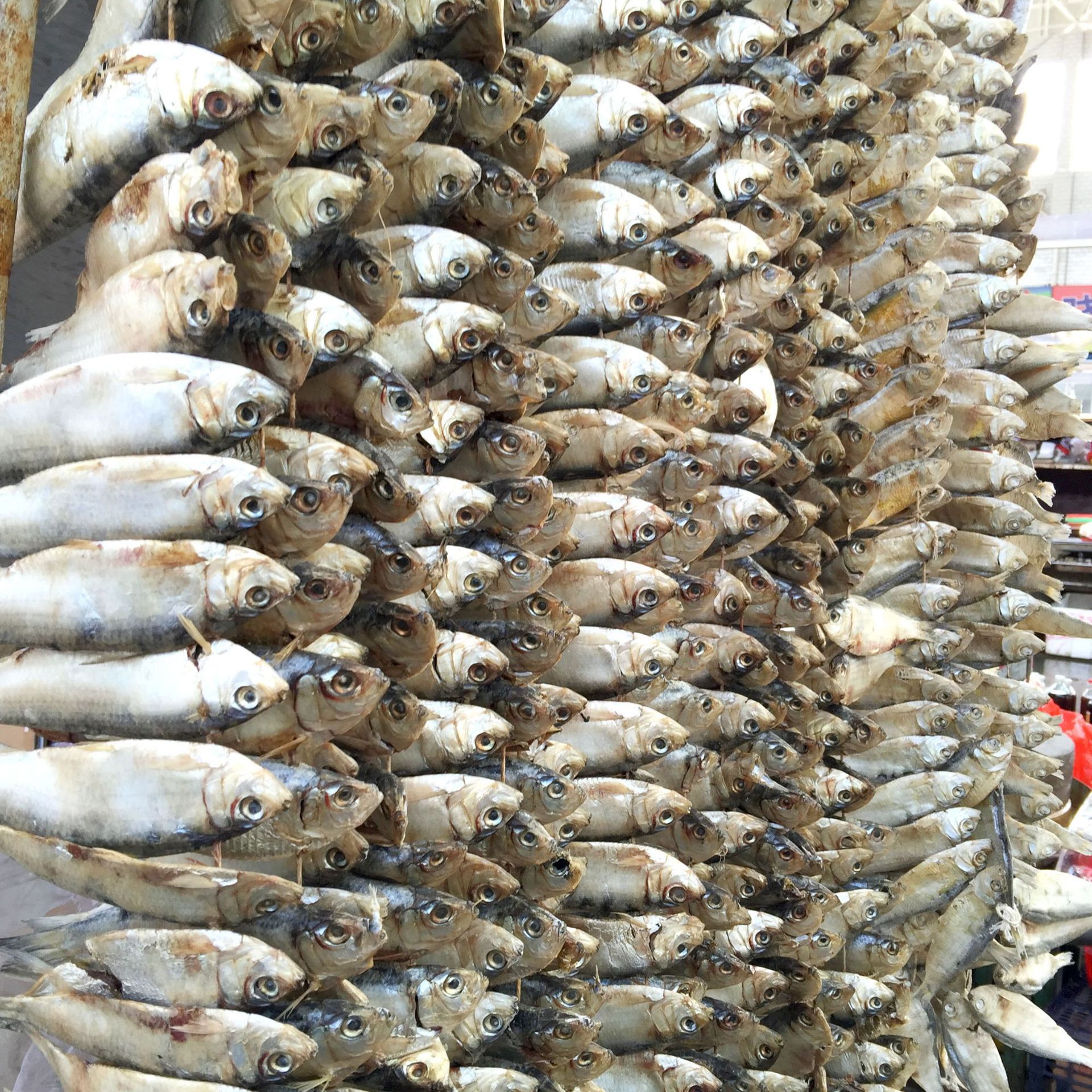 诚招青鳞鱼干莱州特产小青鱼青鳞子鱼代理