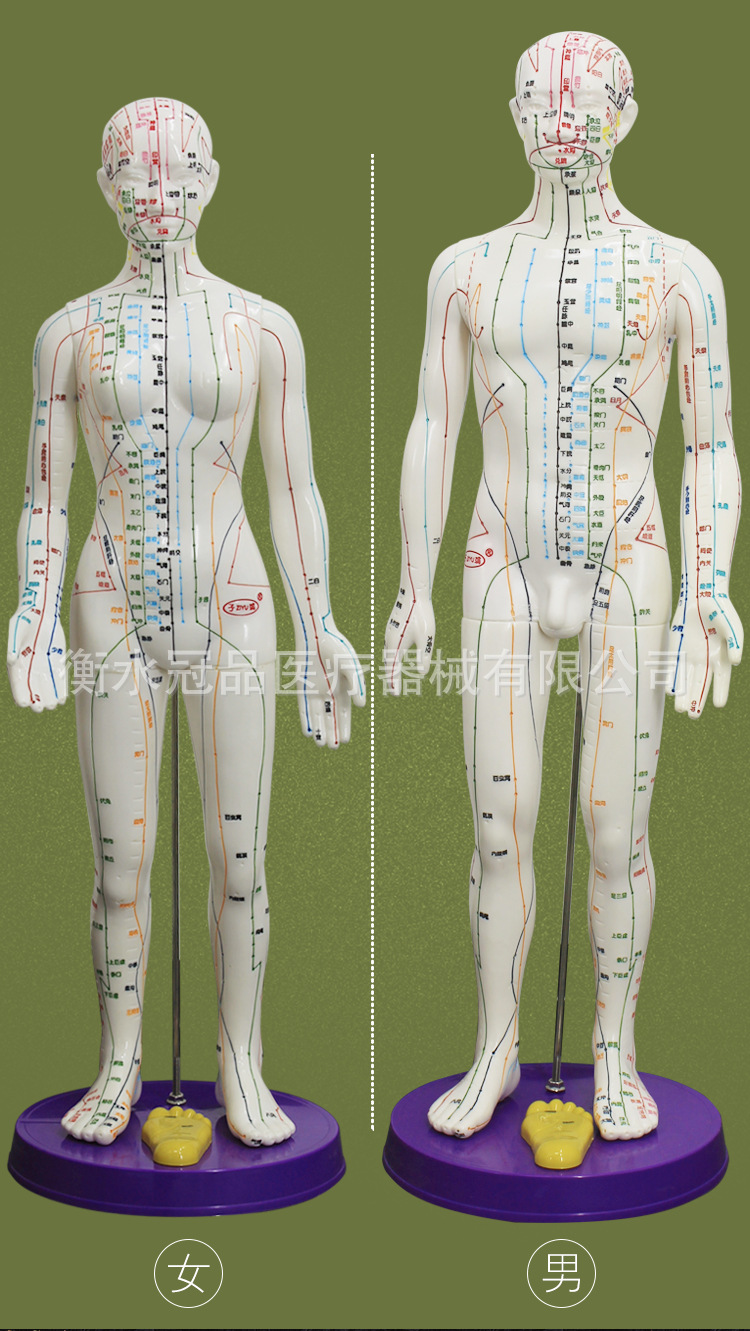 批发人体穴位模型针灸按摩中医教学人体模型大人经络模型男60女58