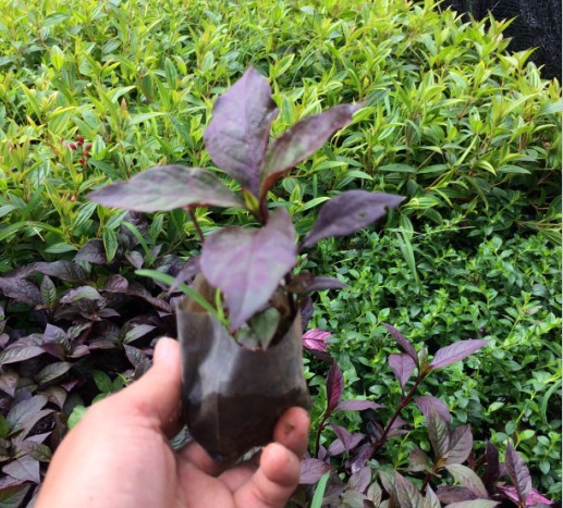 经程绿化苗木袋苗树苗大叶红草红龙草红龙草 红苋草