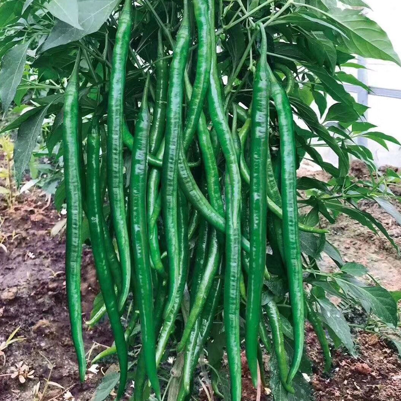 中科茂华蔬菜种子茂华天椒61辣椒种子长线椒深绿色50厘米