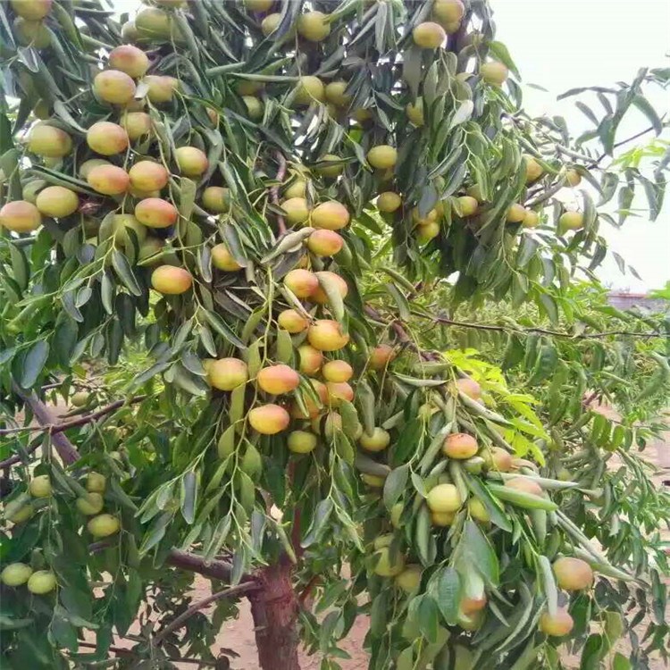 山东供应 嫁接枣树 质优大白玲枣树 易 种植枣树