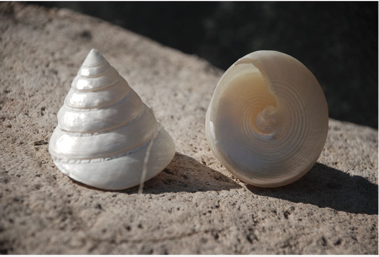 白塔螺天然贝壳夜光海螺 鱼缸水族摄影摆件1颗白色海螺地中海装饰