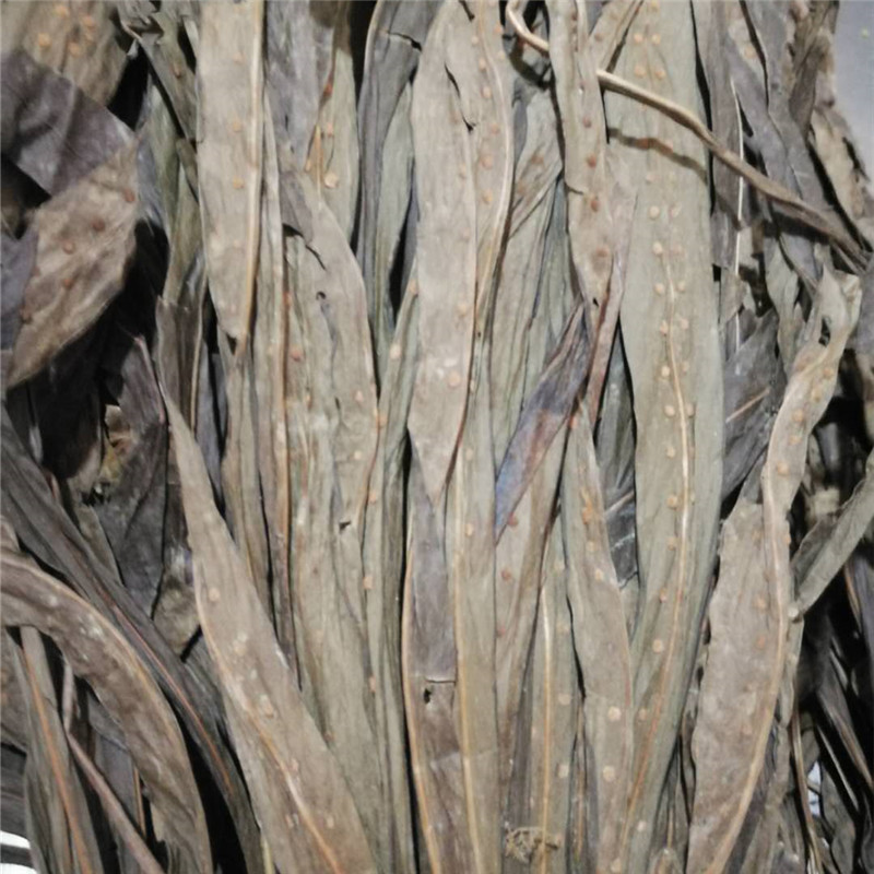 七星草 中药材 金鸡脚 鹅掌金星草 鸭脚草 三叉剑 金桃叶 七星剑