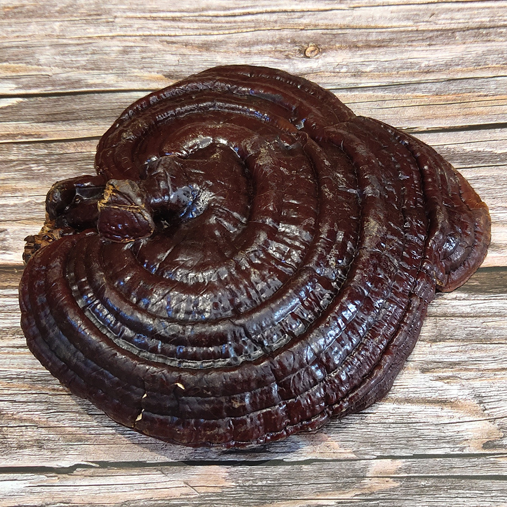 灵芝产地直销 美芝 金寨灵芝 灵芝批发可供大货