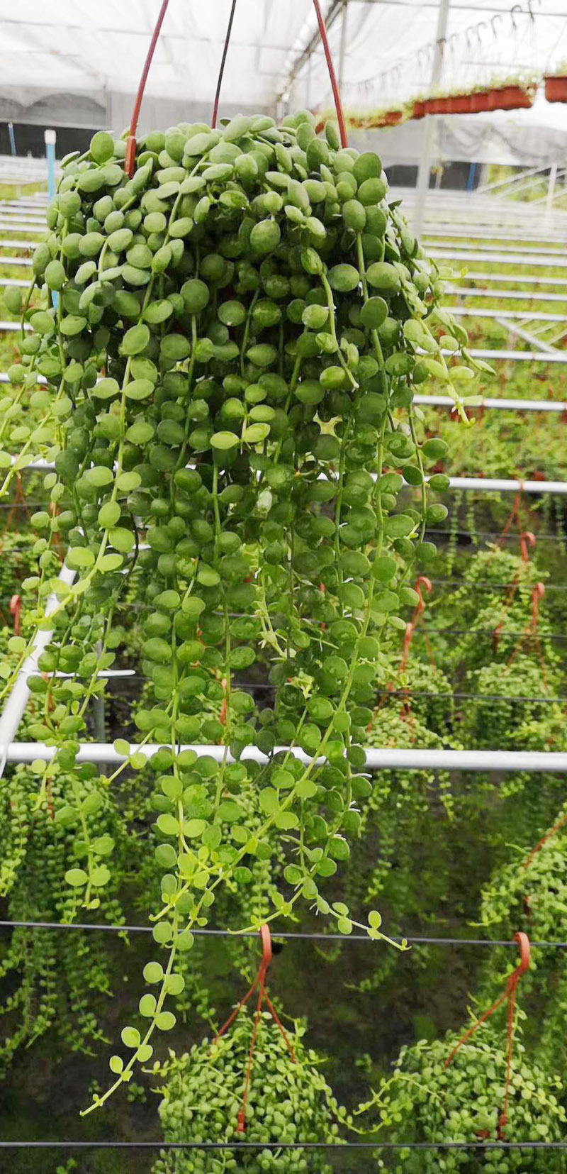 基地直供垂吊藤蔓绿墙观叶植物花卉小盆栽泰国佛珠