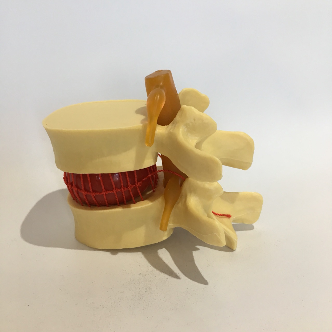 人体腰椎模型脊椎模型教学