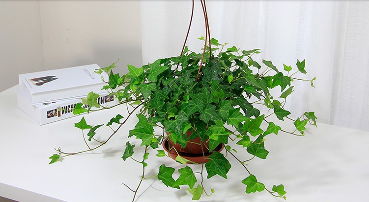 批发绿植盆栽植物常青藤 家庭办公室桌面摆放绿化观赏型常春藤