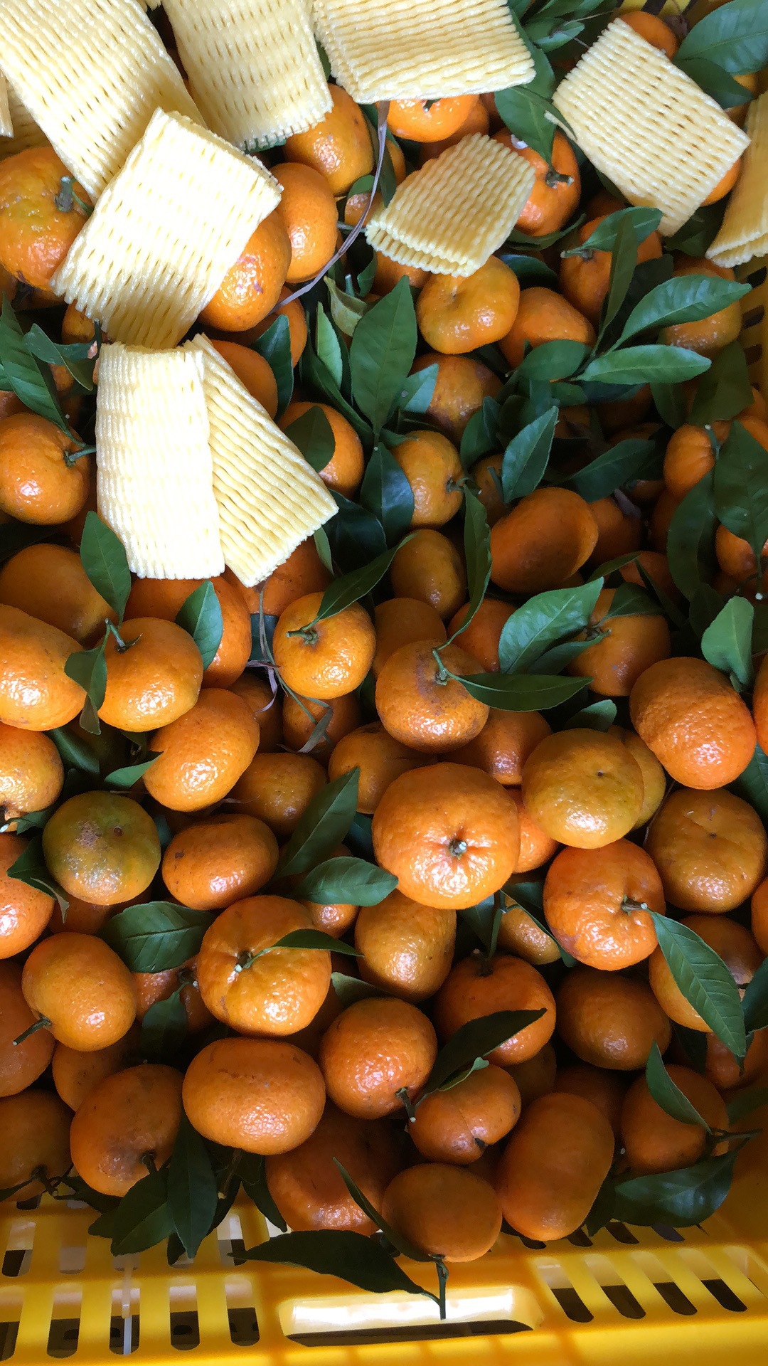 砂糖橘广西桂林砂糖桔小桔子新鲜水果薄皮橘子蜜桔沙糖橘一件代发