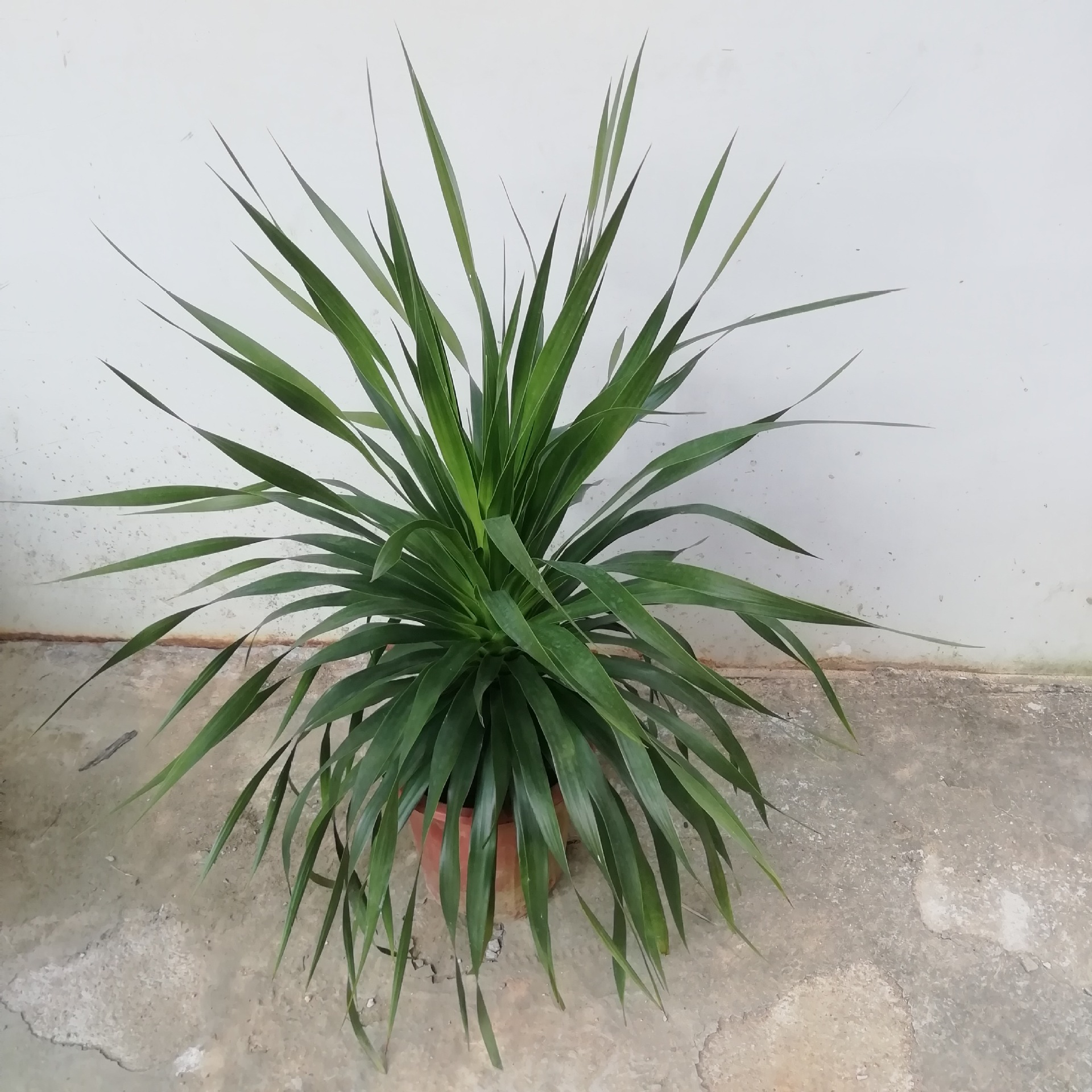 基地供应绿化盆栽 单株龙血树(翠兰)5盆起 园林花卉植物批发