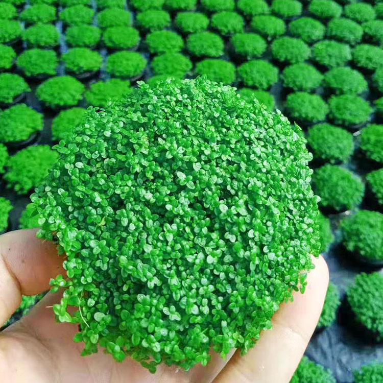 迷你矮珍珠坨草懒人真水草珍珠草前景草活体批发鱼缸光合水草