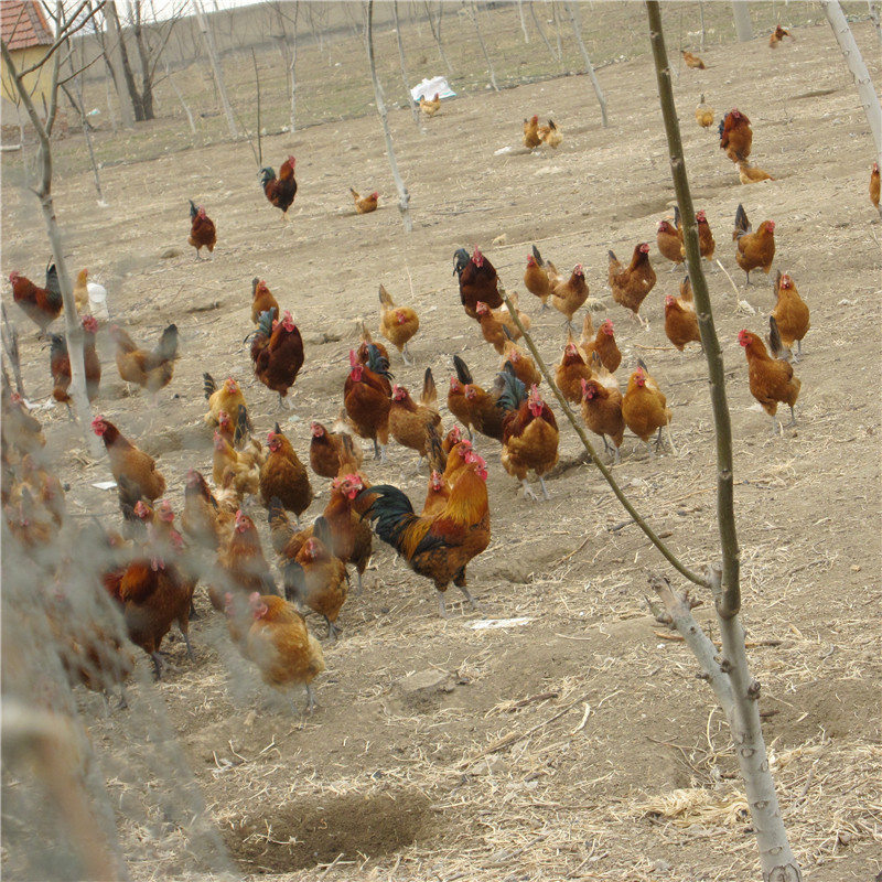 莒县五莲县岚山区东港区日照笨鸡苗草鸡苗柴鸡苗土鸡苗鹅苗雏