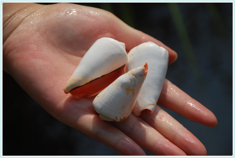天然贝壳海螺红嘴螺 水族鱼缸造景 地台装饰拍摄道具摆件儿童玩具