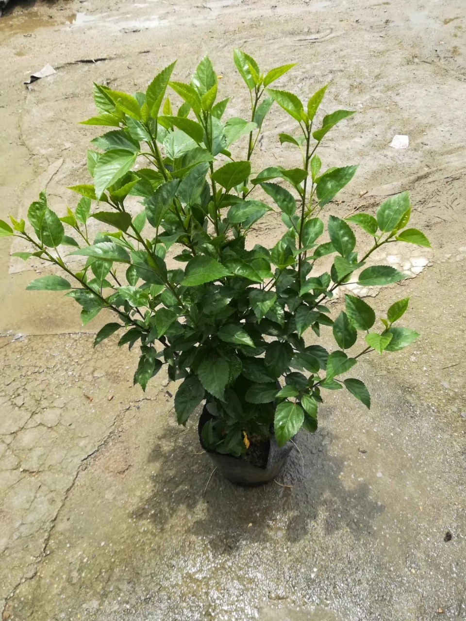 绿篱袋苗大红花高70-80cm扶桑朱槿中山基地直销