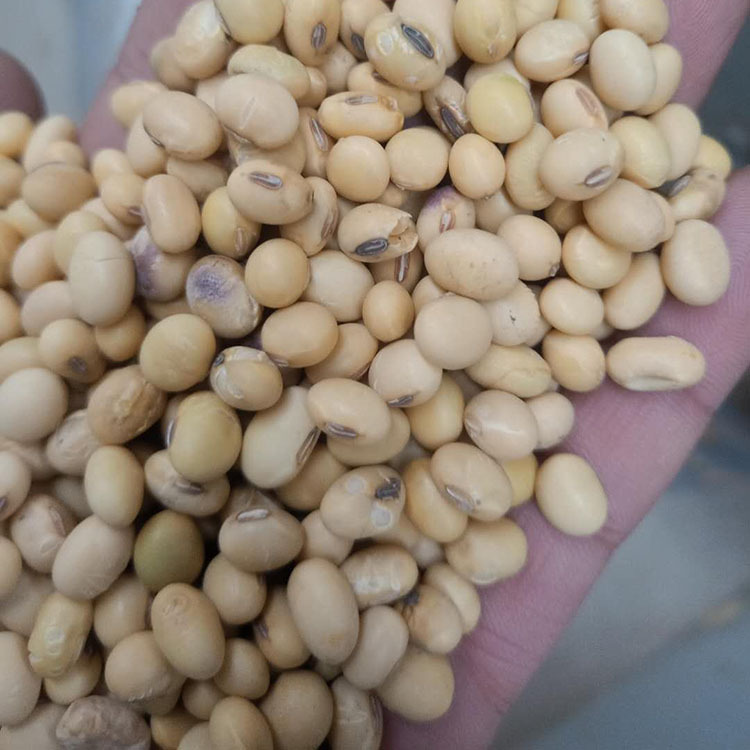 【农家生产】杂花豆 五谷杂粮大黄豆 杂花豆 黄豆 欢迎来电咨询