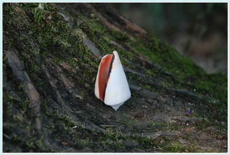 天然贝壳海螺红嘴螺 水族鱼缸造景 地台装饰拍摄道具摆件儿童玩具