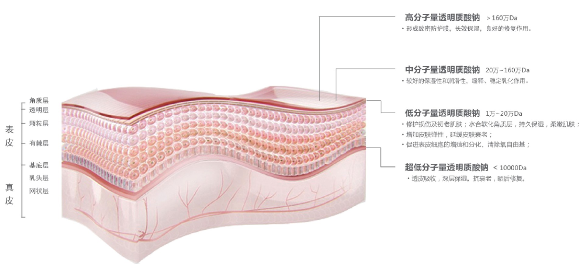 焦点原装 定制 常规分子级 透明质酸钠 化妆品原料 玻尿酸