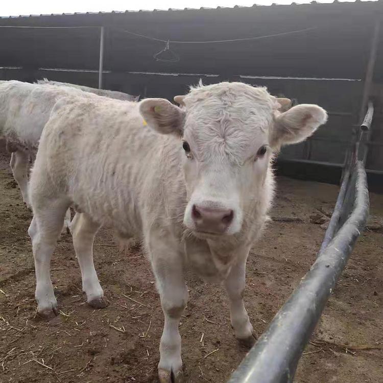 嘉旺 纯种夏洛莱牛 山东肉牛犊价格 夏洛莱牛崽
