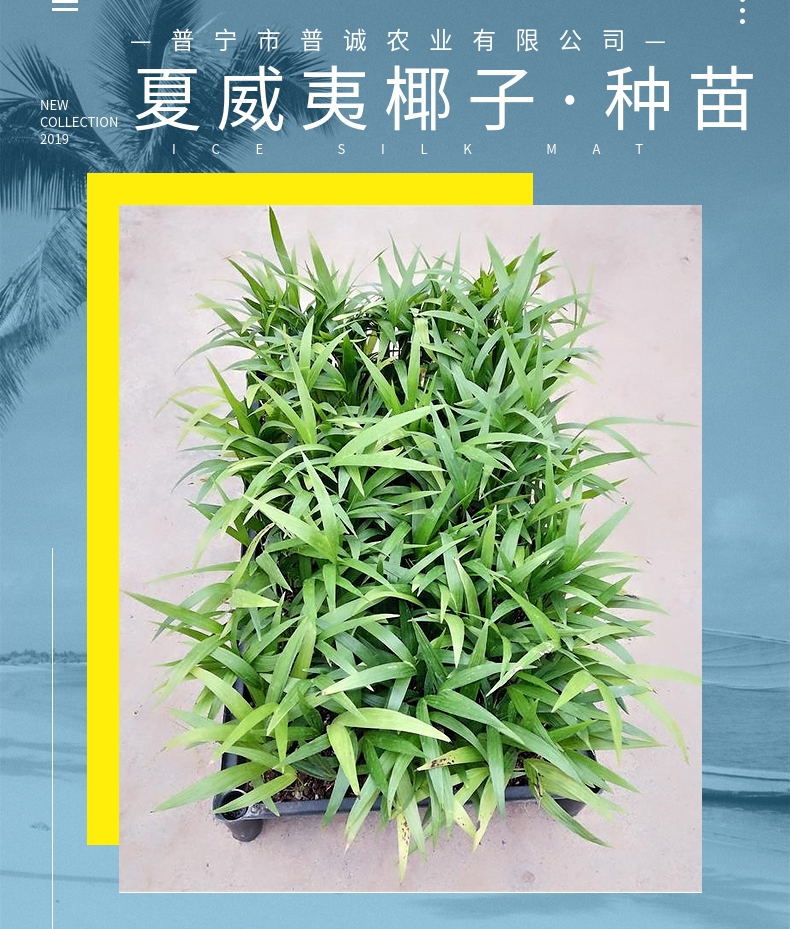 厂家批发优质夏威夷椰子苗客厅室内盆栽绿植花卉四季常青苗木