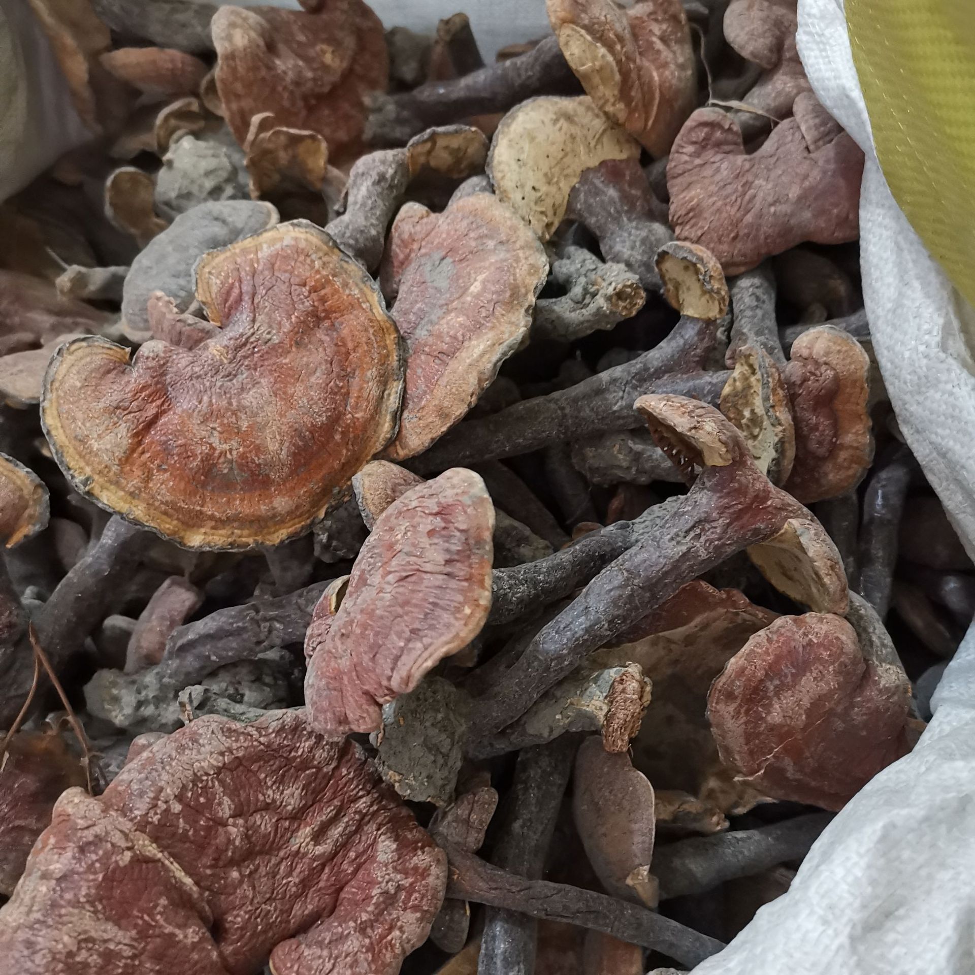 中药材赤灵芝整枝赤灵芝承接订单