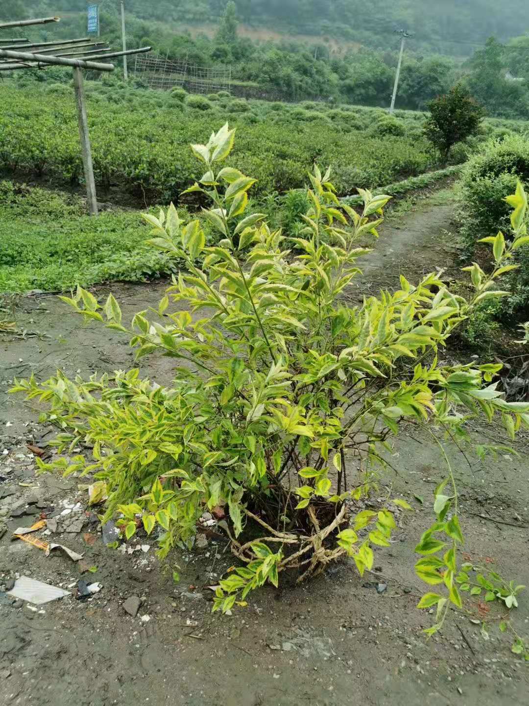 花叶连翘金边假连翘地栽自产自销