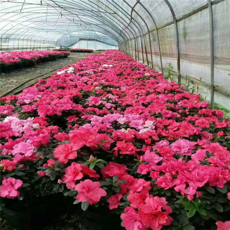 西洋杜鹃盆栽基地直销比利时杜鹃 规格品种齐全 春鹃量大从优
