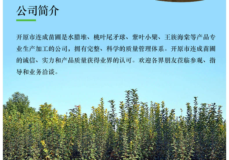 苗圃批发 丛生京桃 京桃树红花碧桃 园林绿化风景树 规格全价格低