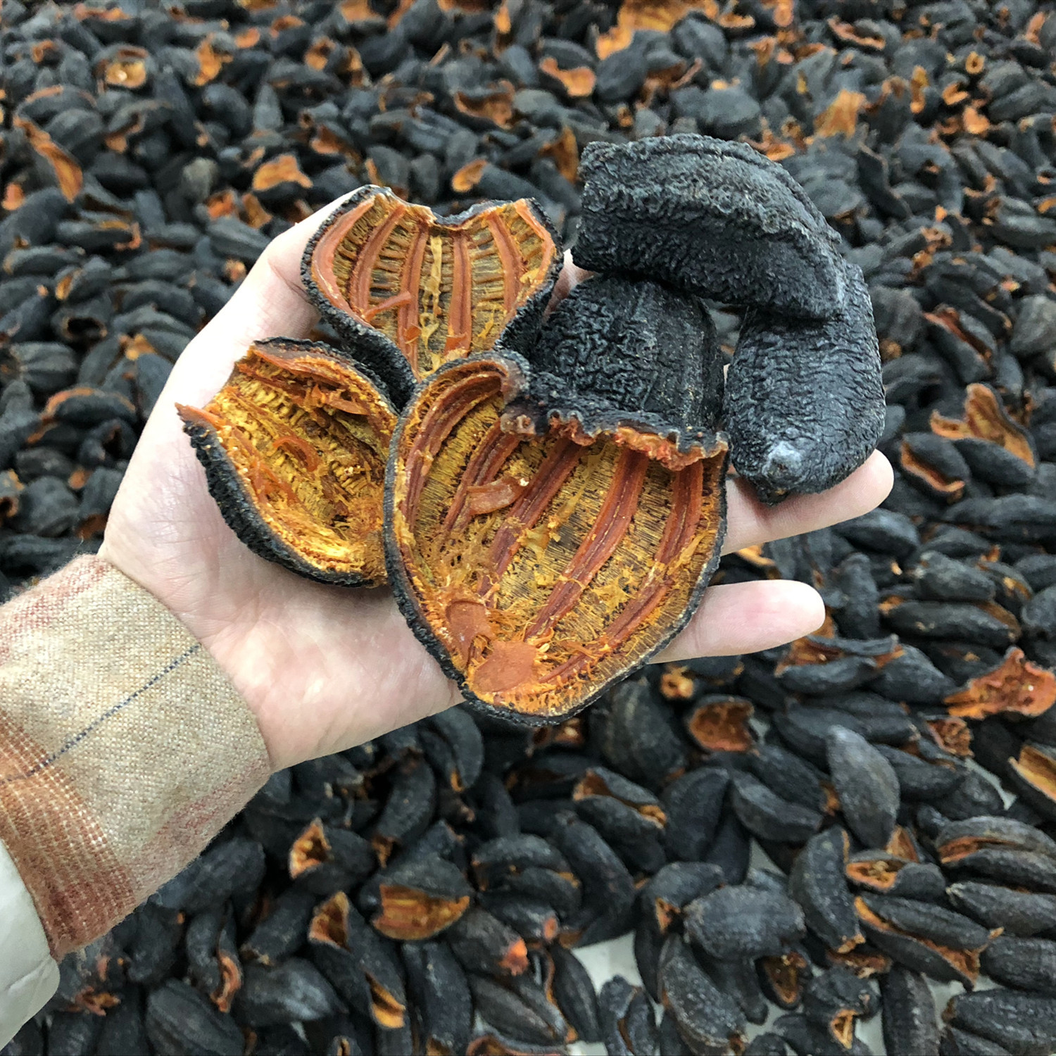 山东海参皮-山东海参皮厂家,品牌,图片,热帖-阿里巴巴