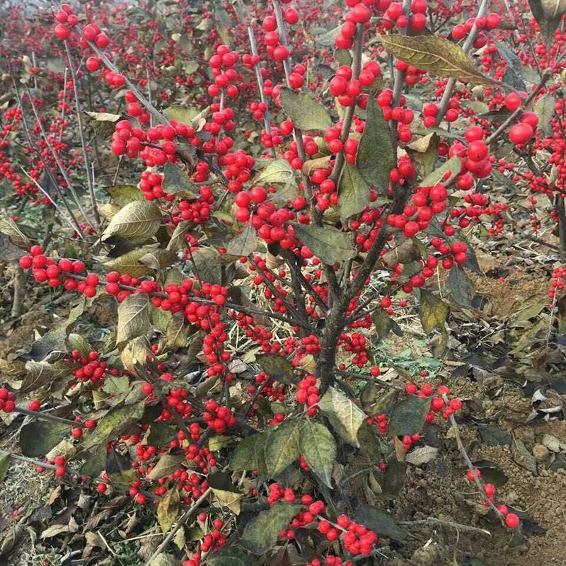 鲜切枝北美冬青基地 批发北美冬青小苗 红果北美冬青1-6年苗-阿里巴巴