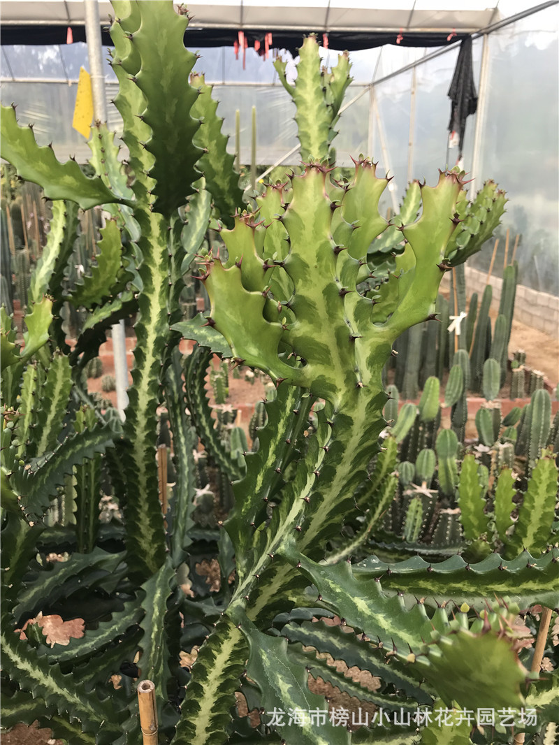 大戟科属多肉植物仙人掌批发 帝锦 龙骨类仙人柱大型沙漠沙生植物