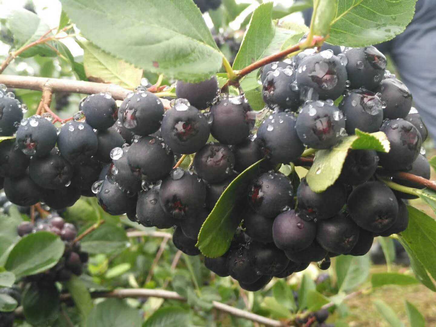 (一件代发)俄罗斯野生黑果 天鹅绒小黑果配合桦树茸效果好