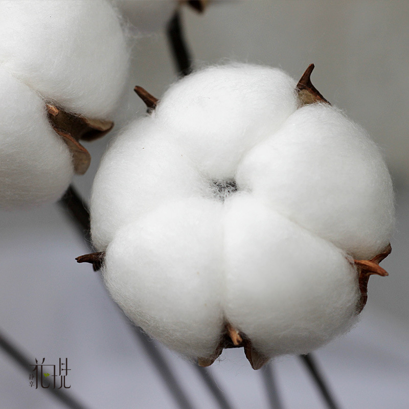 五瓣新疆长绒单支棉花 手工干花包花配花拍摄道具手工diy鲜花束