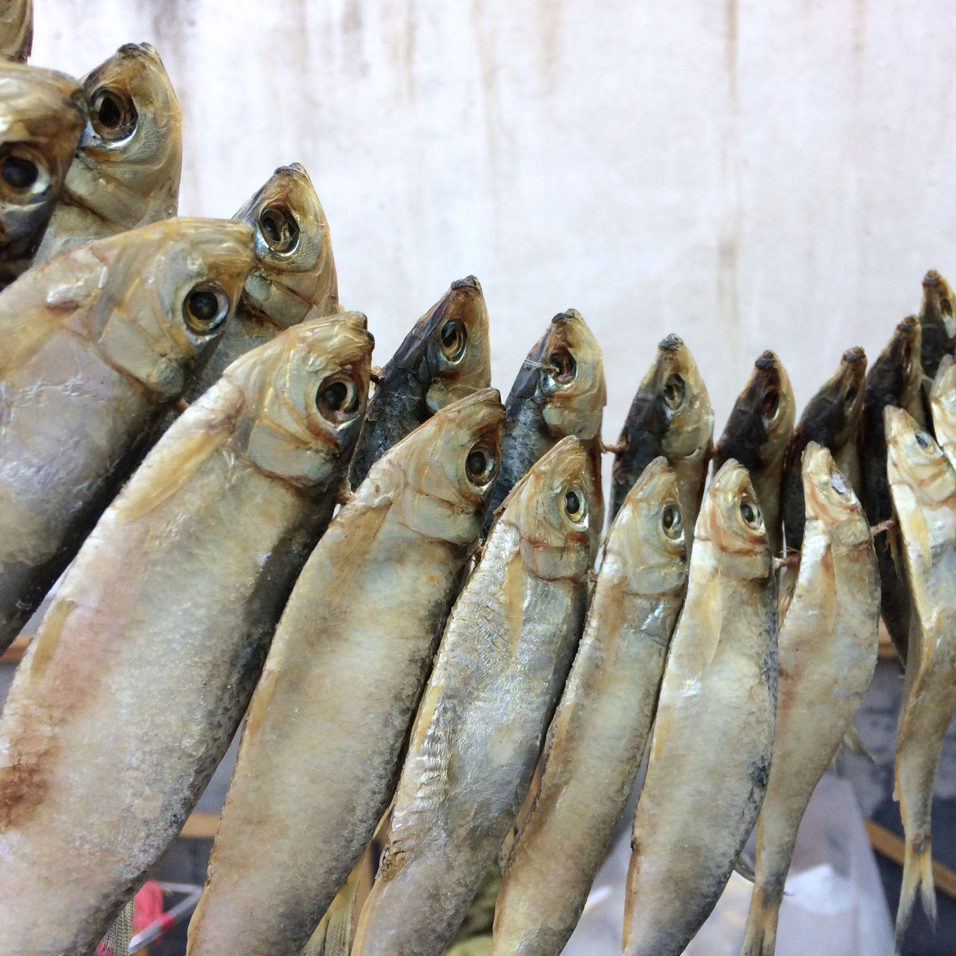 诚招青鳞鱼干莱州特产小青鱼青鳞子鱼代理