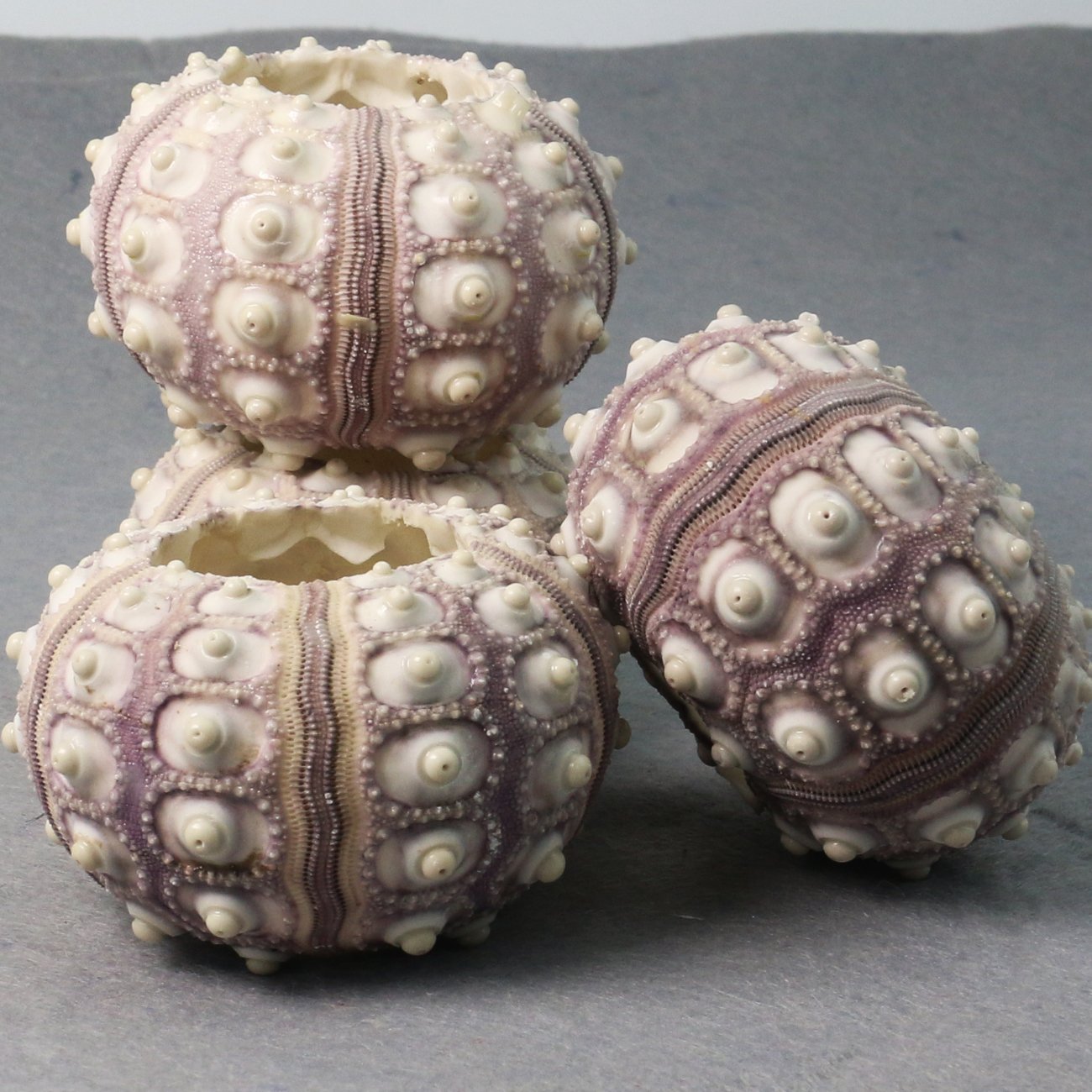 厂家货源 海胆壳装饰灯壳 空气凤梨多肉花盆婚礼摆台货源批发