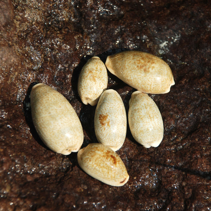 家居装饰天然海螺贝壳特价精品水族装饰摆件收藏黄齿宝螺标本