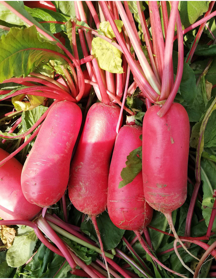胭脂红皮萝卜种子水果农家香脆红皮红心春夏秋冬四季阳台盆栽包邮