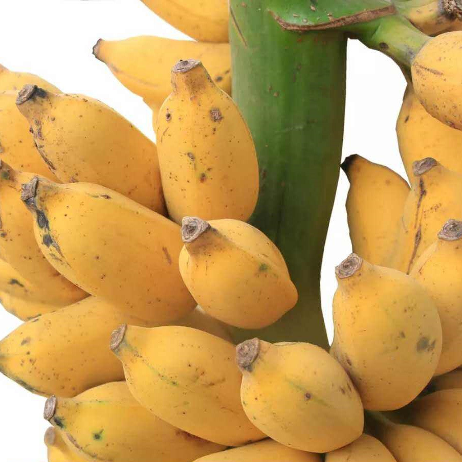 广西小米蕉 苹果蕉 新鲜香蕉 一件代发