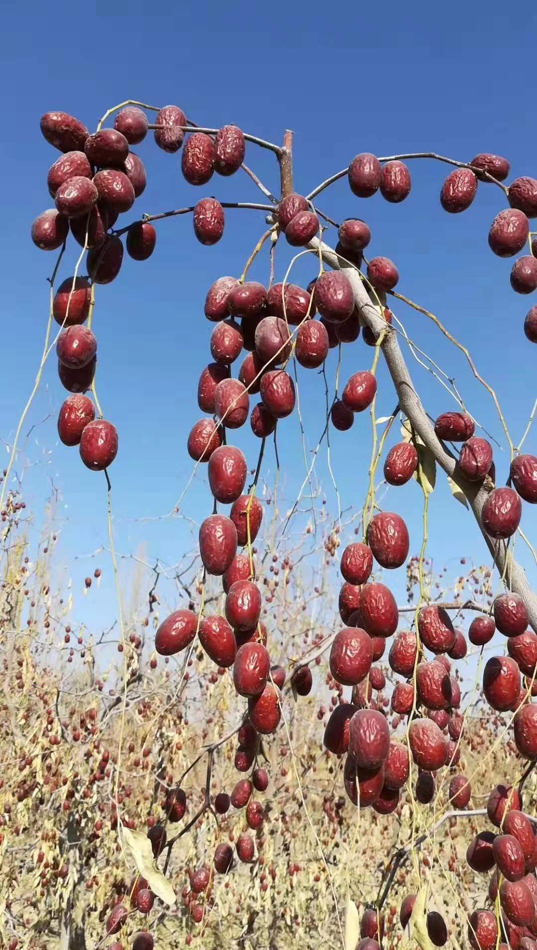 【若羌灰枣】新疆特产若羌灰枣土枣 原生态红枣散装带土若羌灰枣