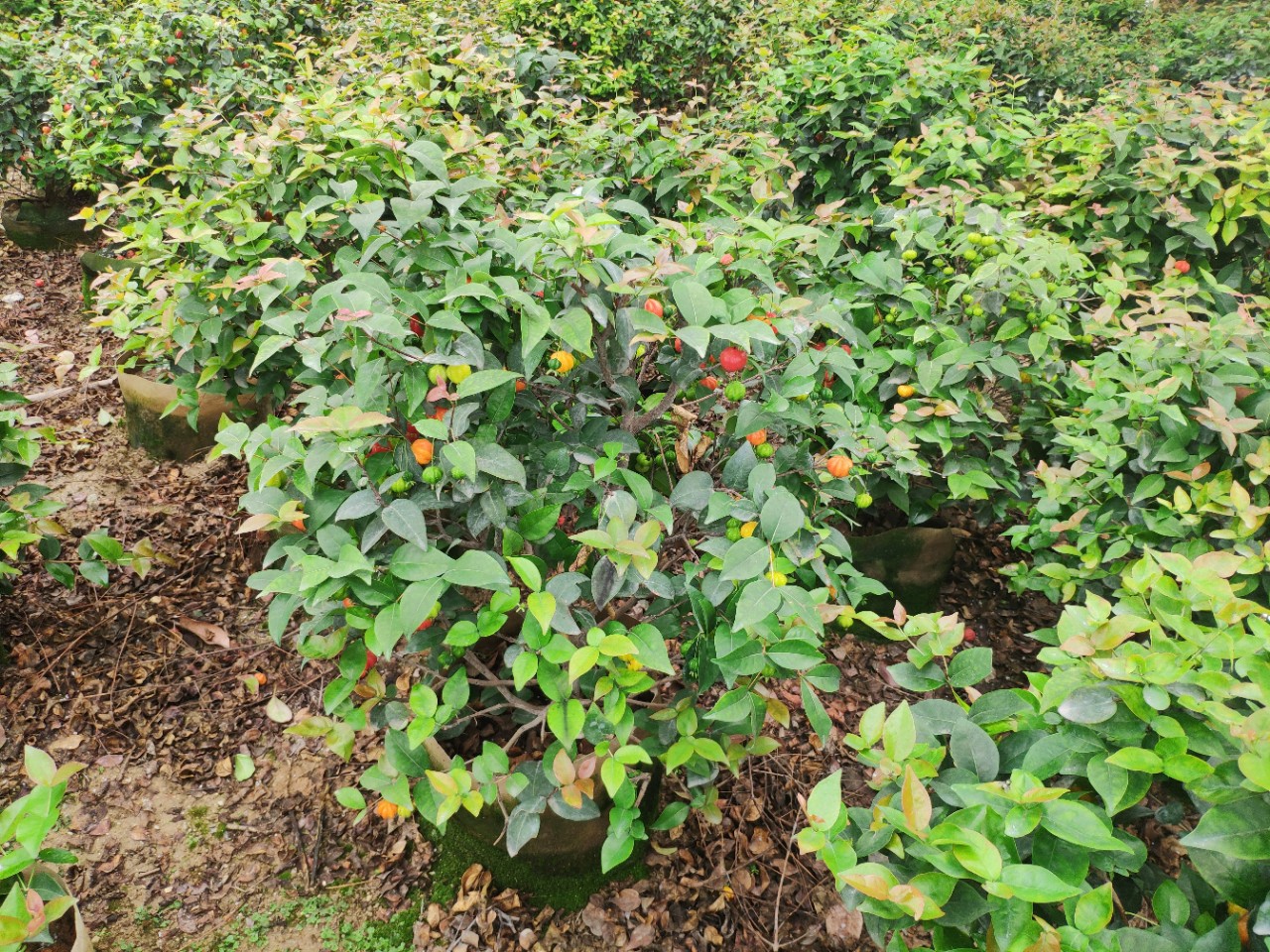 904基地直销红果仔球50100cm袋苗红果仔