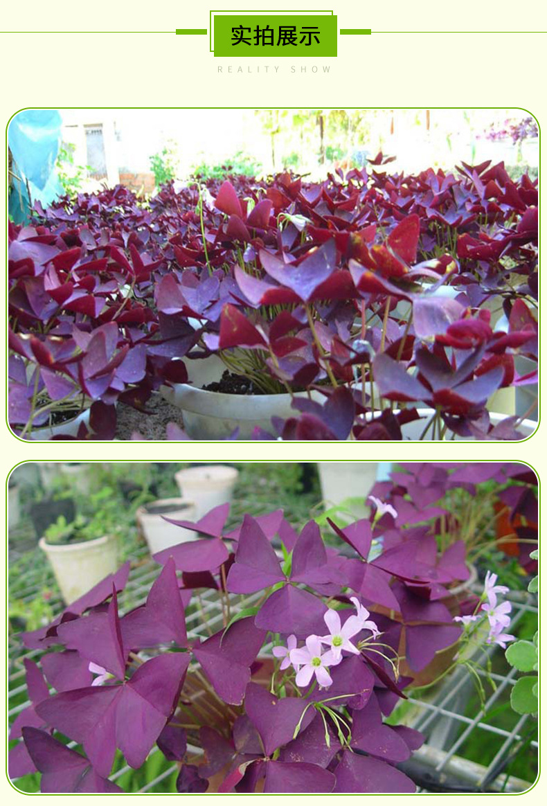 喜阳紫叶酢浆草炸酱草 紫蝴蝶三叶草种球室内花卉 喜阳幸运草种球