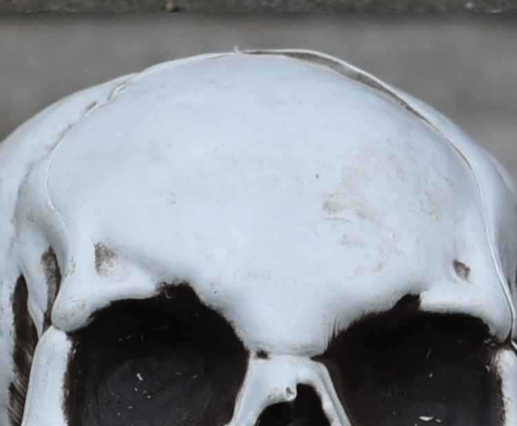 现货万圣节道具 酒吧鬼屋密室恐怖烂头鬼摆件骷髅头装饰 人骨模型