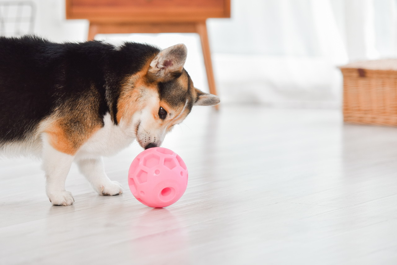 足球漏食球大号宠物狗狗玩具小狗解压弹力橡胶球狗玩具洁齿球批发