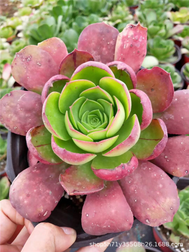 0088多肉植物大棚限时批发盆栽 加州香炉盘缀化盆15cm多肉品