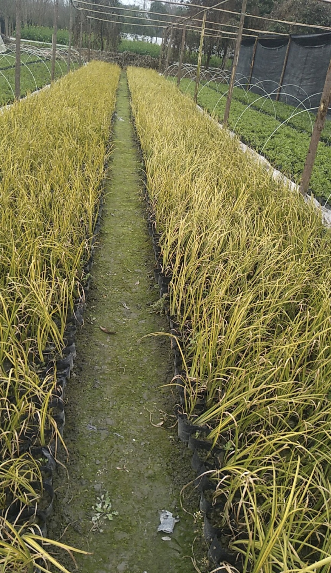 大量低价批发菖蒲 石菖蒲 金叶 金线