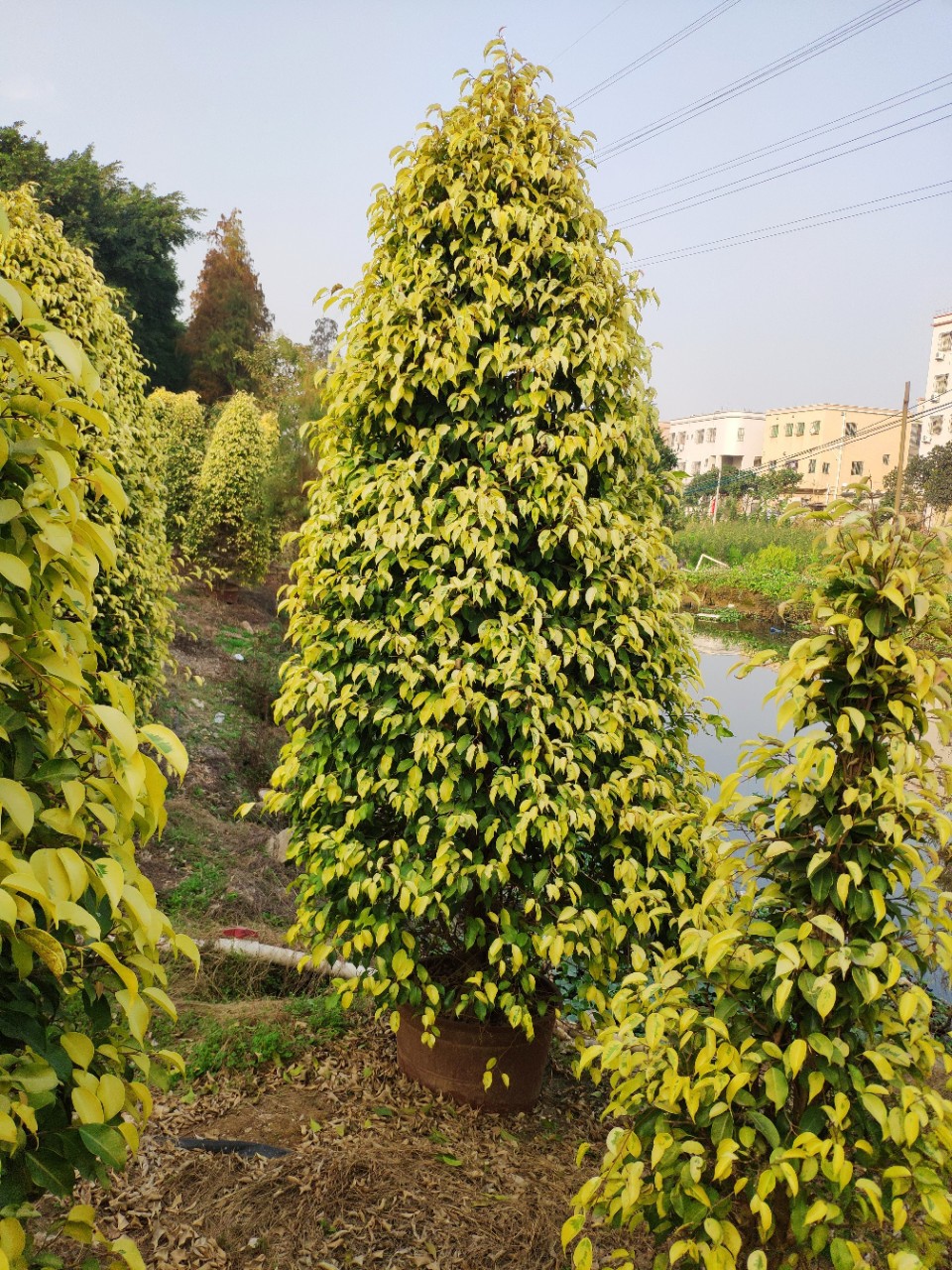 供应塔型金叶垂榕253米高盆苗黄金垂叶榕柱袋
