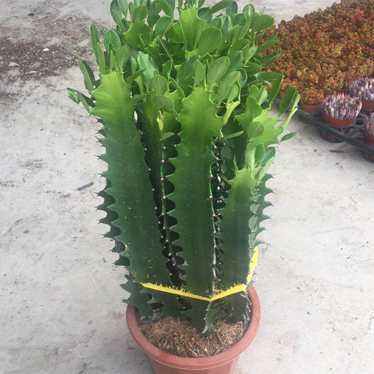 龙骨盆栽 青龙骨 绿植多肉植物 龙骨办公室花卉吸甲醛龙骨230